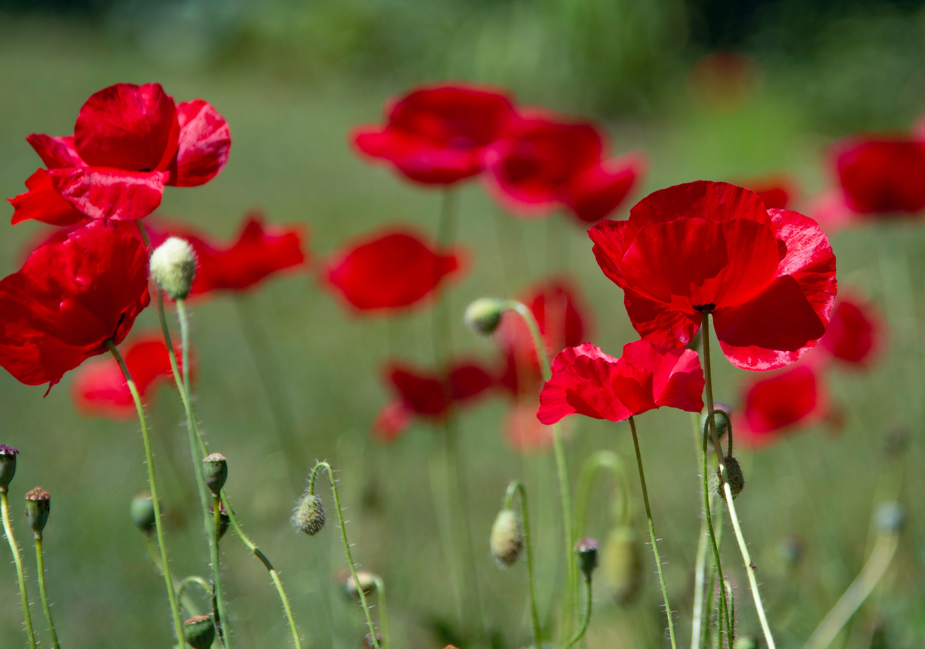 Rev Dr Mark Davidson's reflections on Remembrance Sunday 
